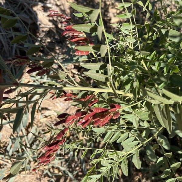 Licorice (Glycyrrhiza glabra)