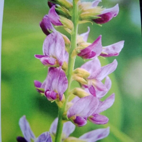 Licorice (Glycyrrhiza glabra)