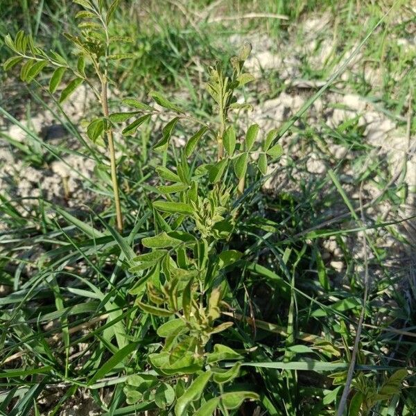 Licorice (Glycyrrhiza glabra)