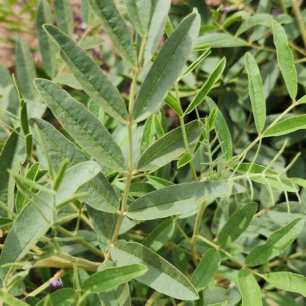 Licorice (Glycyrrhiza glabra)
