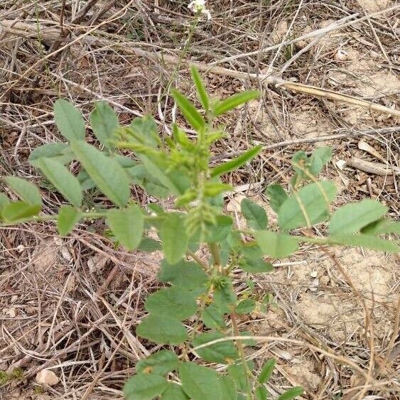 Licorice (Glycyrrhiza glabra)