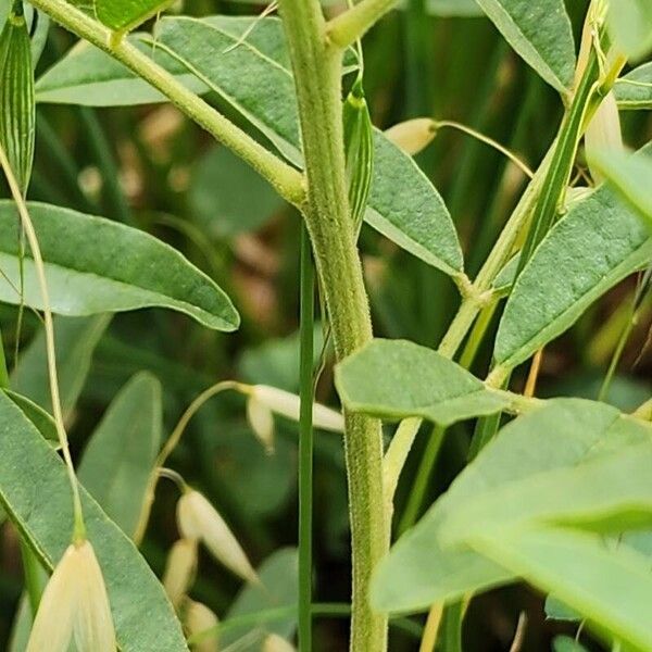 Licorice (Glycyrrhiza glabra)