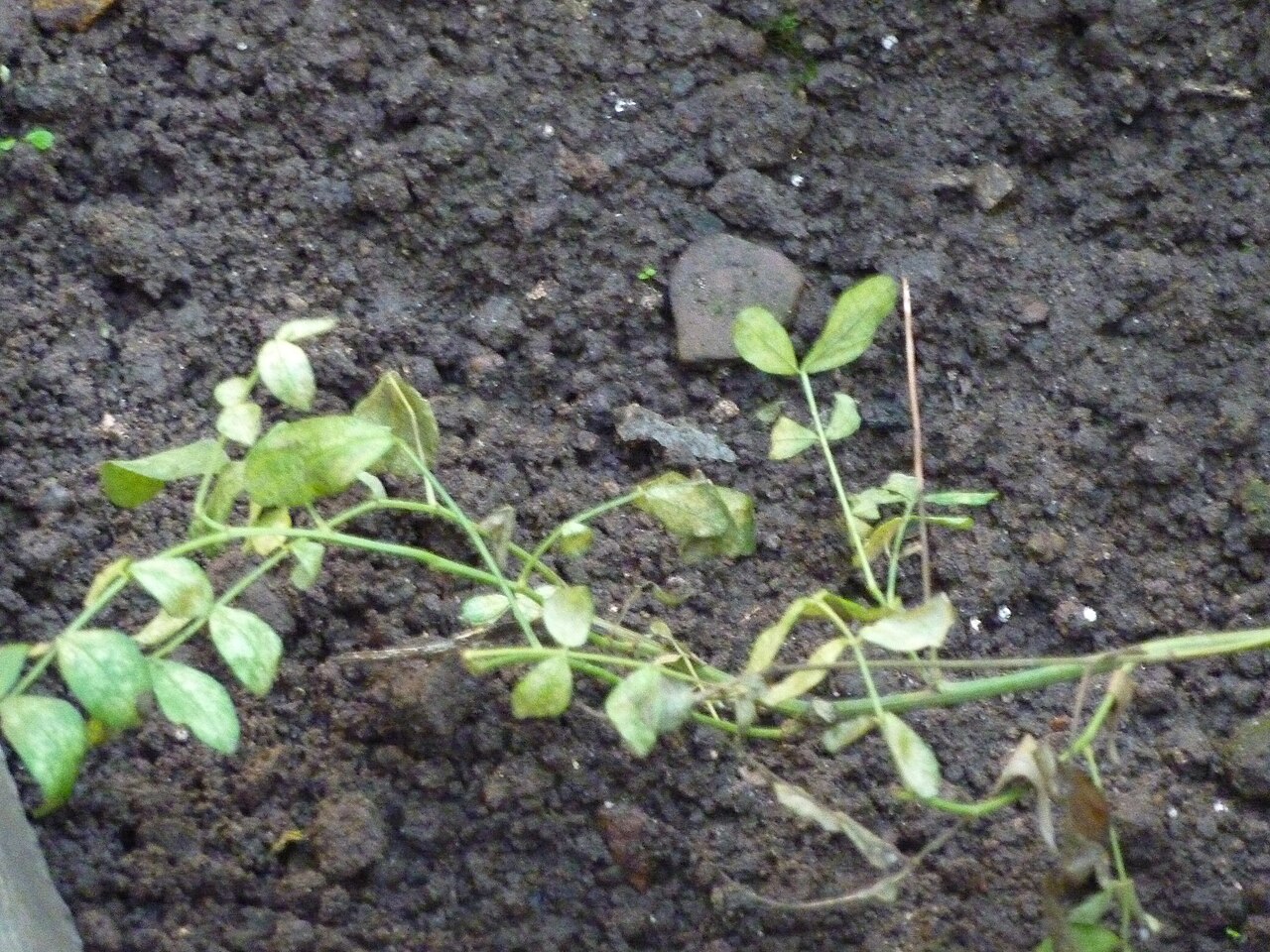 Licorice: Glycyrrhiza glabra growing in the greenhouse of the Deutsches Institut für tropische und subtropische Landwirtschaft, Witzenhausen, Germany