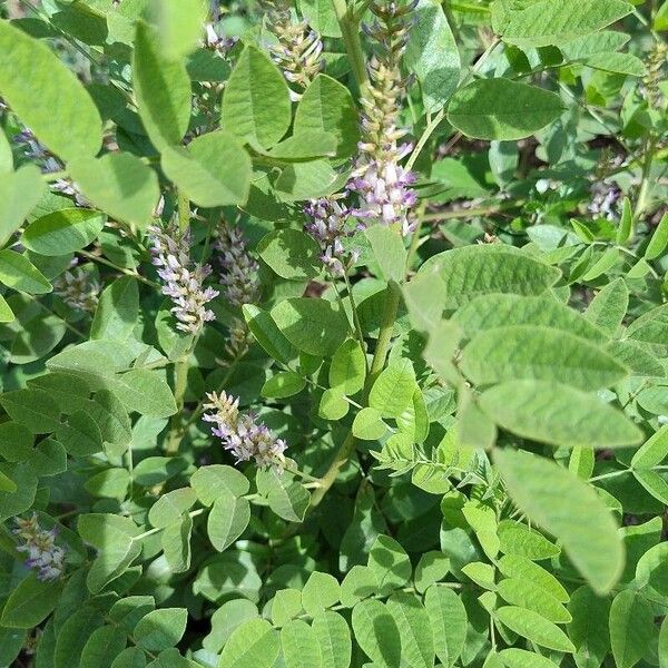 Licorice (Glycyrrhiza glabra)