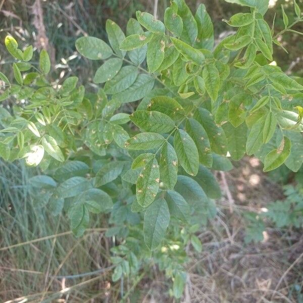 Licorice (Glycyrrhiza glabra)