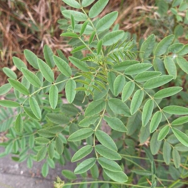 Licorice (Glycyrrhiza glabra)