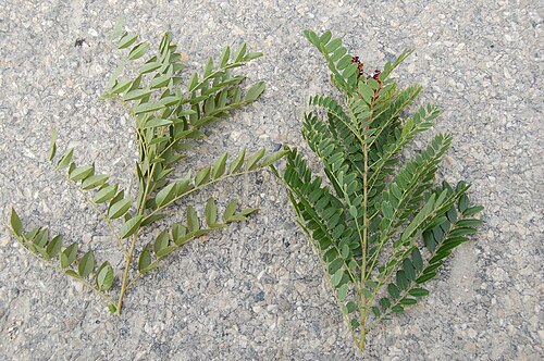 Licorice: rameau de Glycyrrhiza glabra (à gauche) et Amorpha fruticosa (à droite). Amorpha fruticosa a 5-12 paires de folioles, et ceux-ci ont des glandes translucides ;