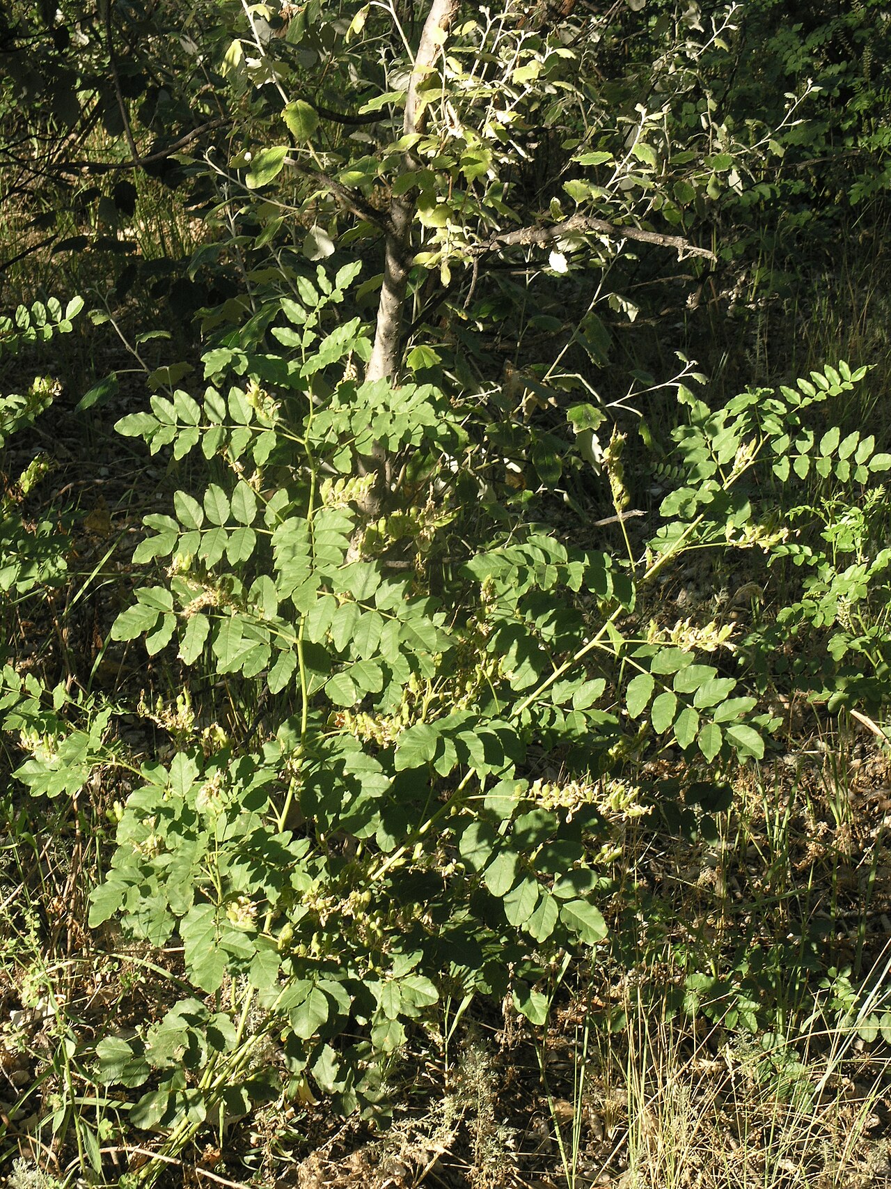 Glycyrrhiza uralensis: Glycyrrhiza korshinskyi
