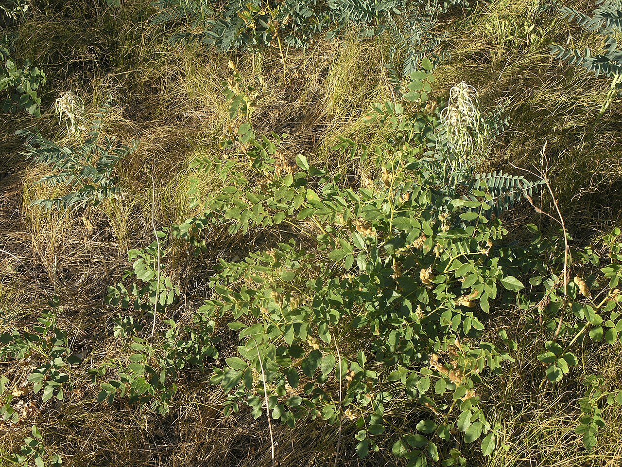 Glycyrrhiza uralensis: Glycyrrhiza korshinskyi