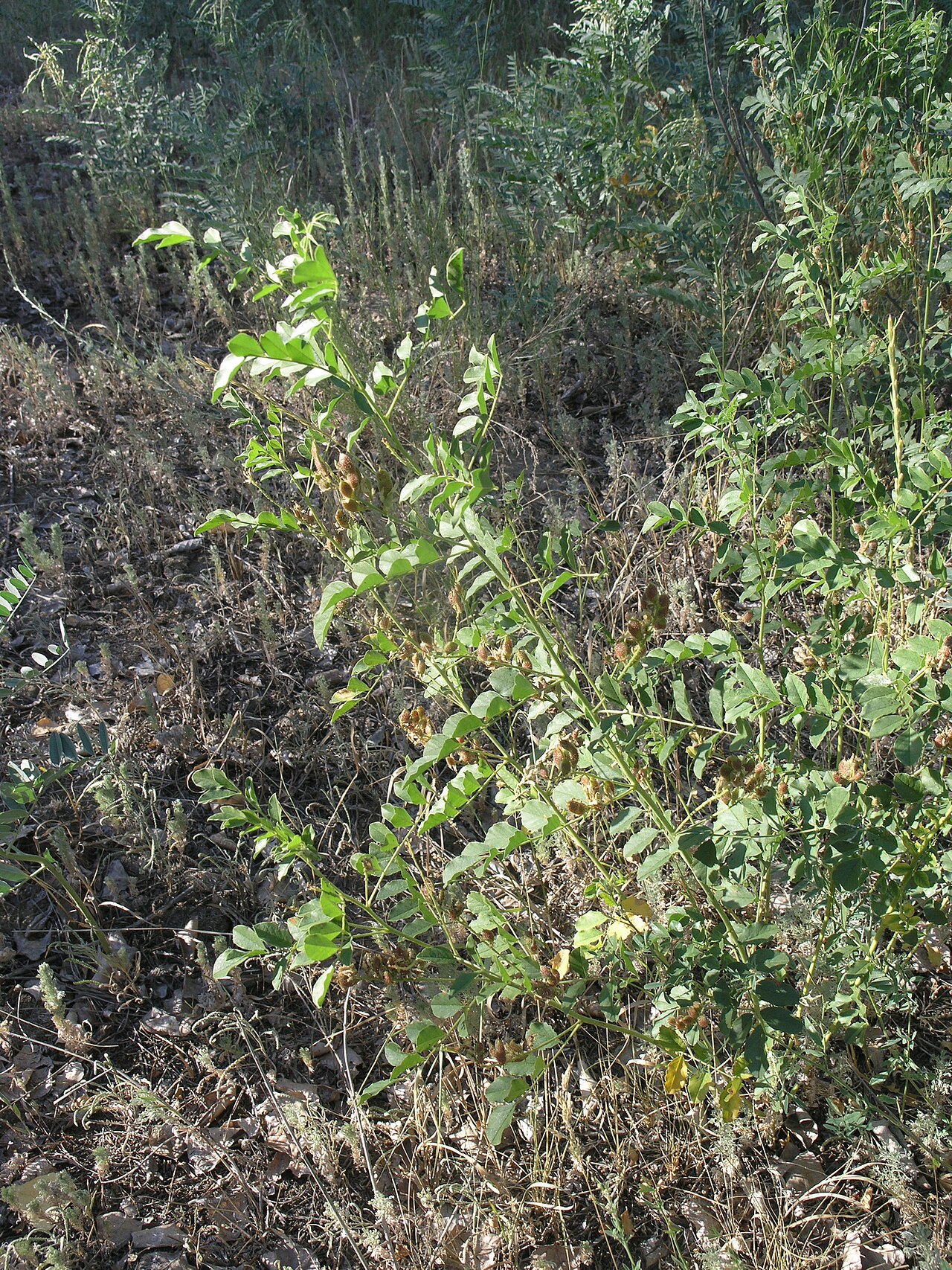 Glycyrrhiza uralensis: Glycyrrhiza korshinskyi