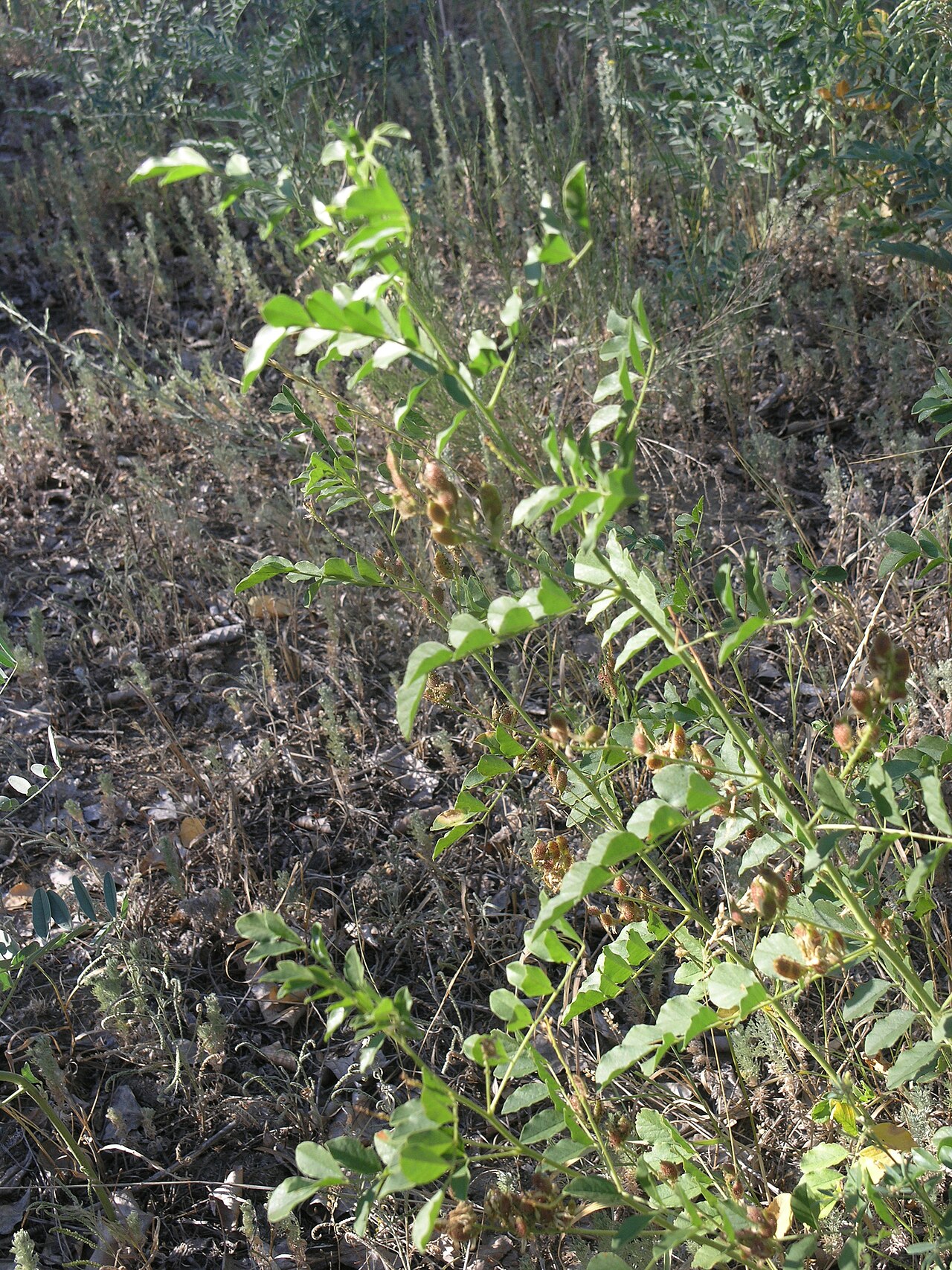 Glycyrrhiza uralensis: Glycyrrhiza korshinskyi