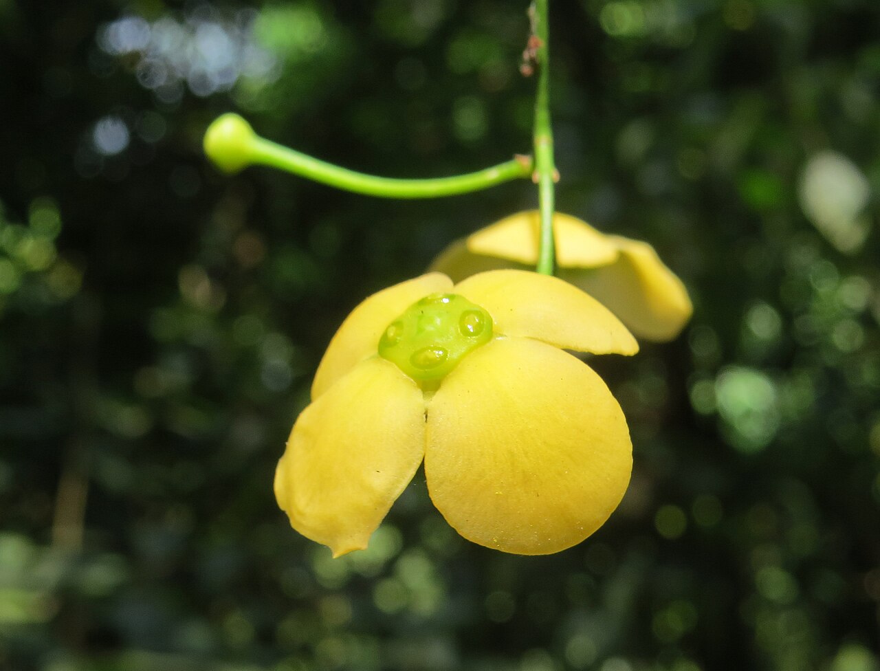 Glyptopetalum grandiflorum: Glyptopetalum grandiflorum