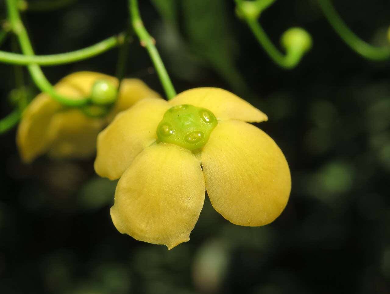 Glyptopetalum grandiflorum: Glyptopetalum grandiflorum