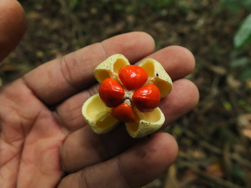 Glyptopetalum grandiflorum (Glyptopetalum grandiflorum)