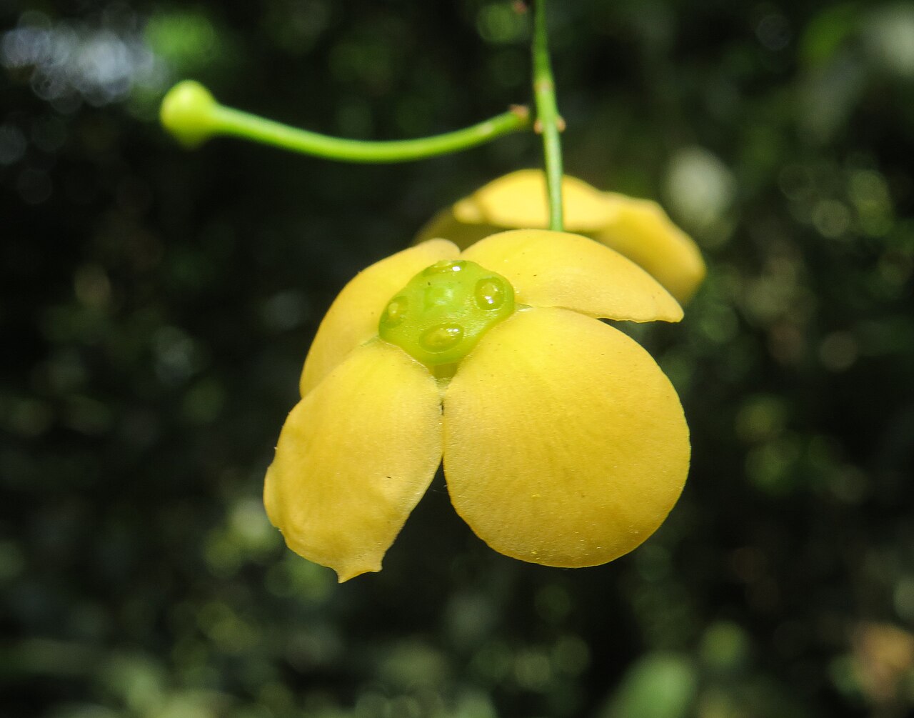 Glyptopetalum grandiflorum: Glyptopetalum grandiflorum