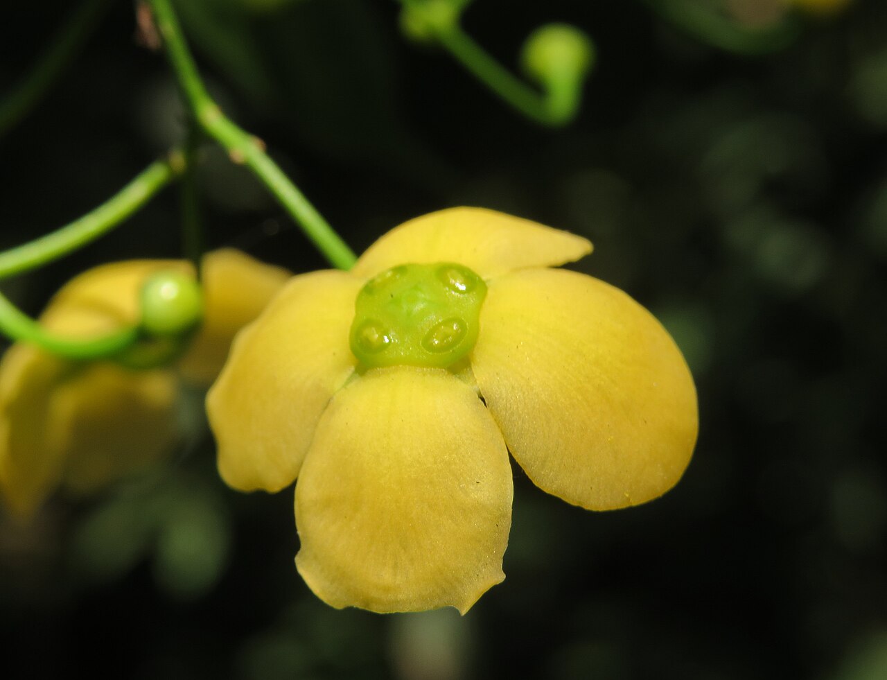 Glyptopetalum grandiflorum: Glyptopetalum grandiflorum
