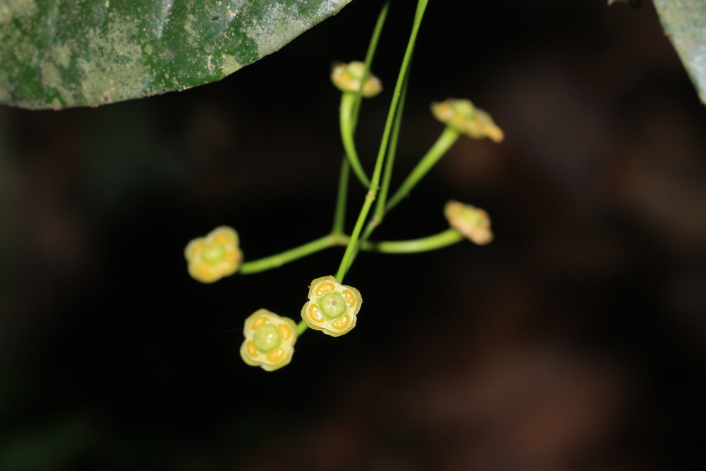 Glyptopetalum grandiflorum (Glyptopetalum grandiflorum)
