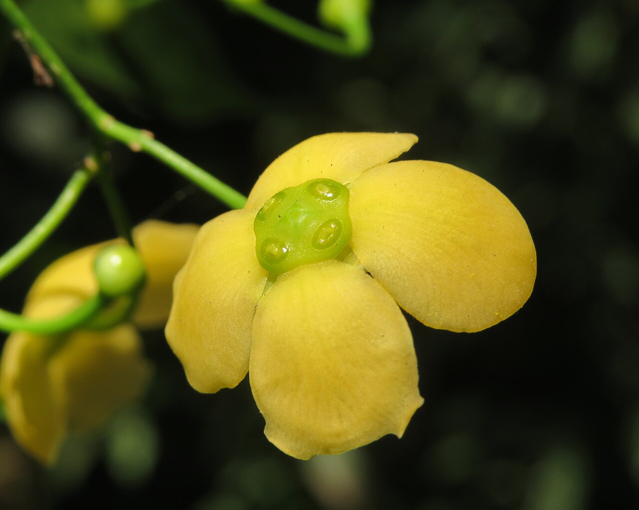 Glyptopetalum grandiflorum: Glyptopetalum grandiflorum