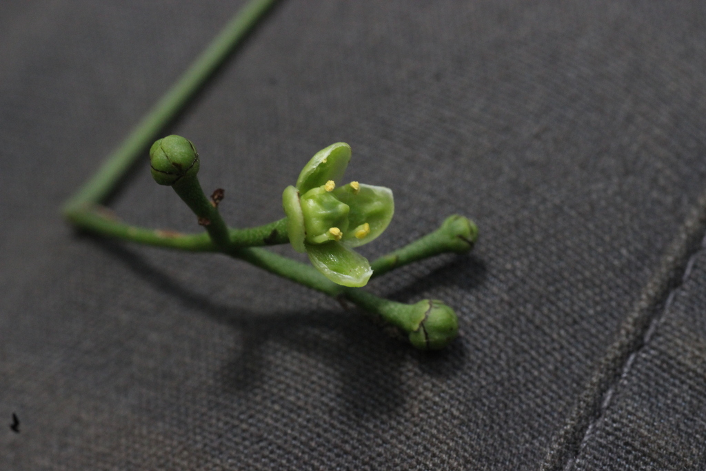 Glyptopetalum lawsonii (Glyptopetalum lawsonii)