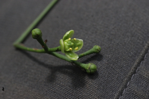 Glyptopetalum lawsonii (Glyptopetalum lawsonii)