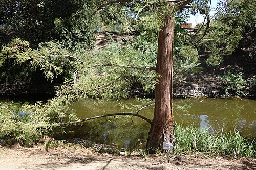 Chinese swamp cypress: Botanical specimen in the UC Davis Arboretum - University of California, Davis - Davis, California, USA.