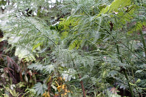 Chinese swamp cypress: Botanical specimen in the Chengdu Botanical Garden - Chengdu, China.