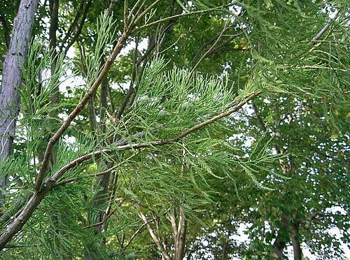 Chinese swamp cypress: Glyptostrobus pensilis