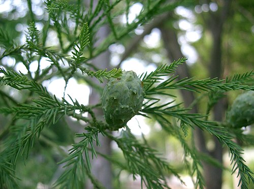 Chinese swamp cypress: Glyptostrobus pensilis