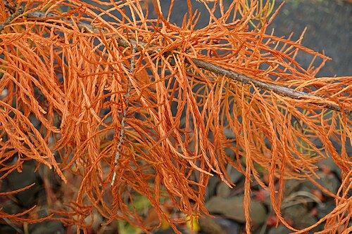 Chinese swamp cypress: Botanical specimen in the Oregon Garden - Silverton, Oregon, USA.