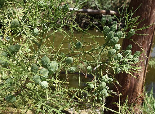 Chinese swamp cypress: Botanical specimen in the UC Davis Arboretum - University of California, Davis - Davis, California, USA.