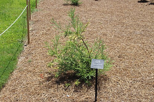 Chinese swamp cypress: Coastal Georgia Botanical Gardens, Savannah, Chatham County, Georgia