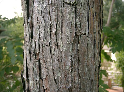Chinese swamp cypress: Glyptostrobus pensilis
