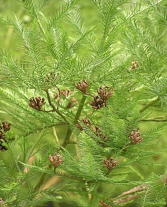 Chinese swamp cypress: Glyptostrobus pensilis in einem Park in der Nähe von Kusatsu (Shiga-ken, JP).