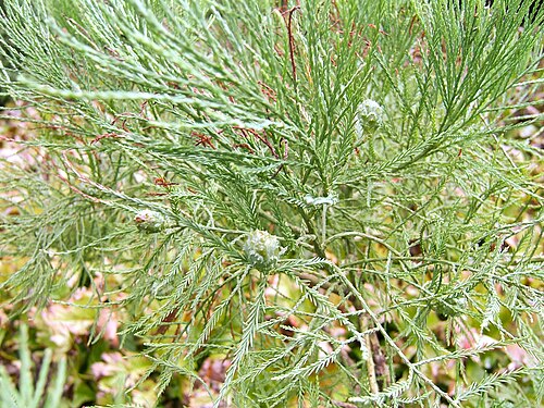 Chinese swamp cypress: Glyptostrobus pensilis , cultivated, Villa Taranto gardens, Pallanza, Verbania, Italy.