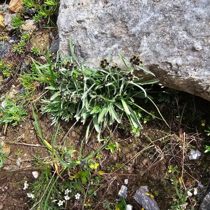 Gnaphalium hoppeanum (Gnaphalium hoppeanum)
