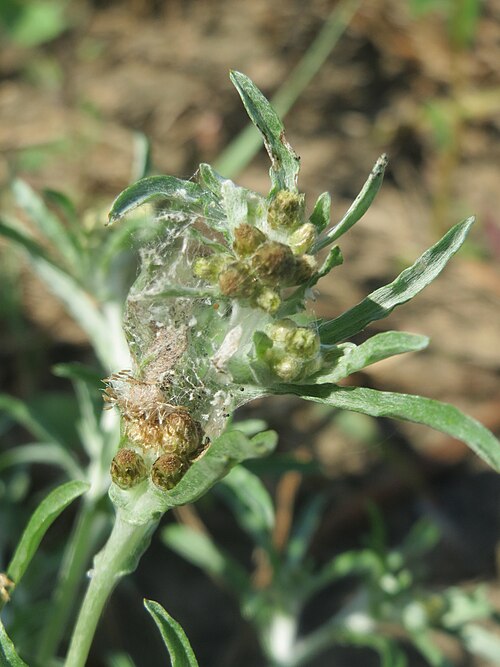 Marsh cudweed: Sumpf-Ruhrkraut ( Gnaphalium uliginosum ) in der "Au" bei Hockenheim