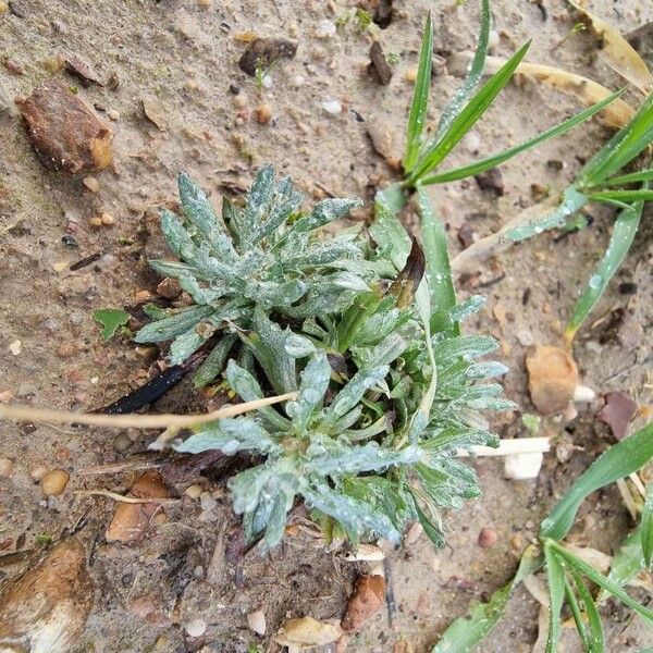 Marsh cudweed (Gnaphalium uliginosum)