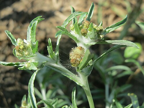 Marsh cudweed: Sumpf-Ruhrkraut ( Gnaphalium uliginosum ) in der "Au" bei Hockenheim