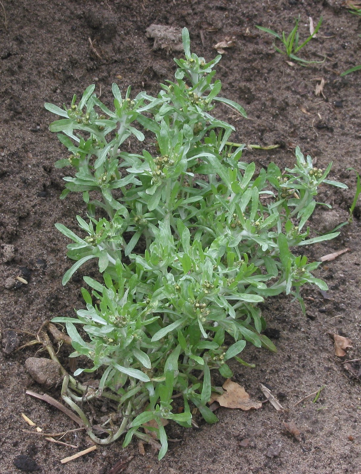 Marsh cudweed: (nl: Moerasdroogbloem plant) Gnaphalium uliginosum;
