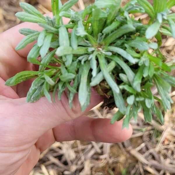 Marsh cudweed (Gnaphalium uliginosum)