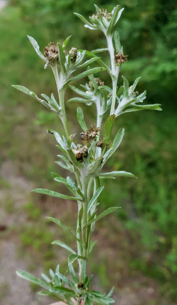Marsh cudweed (Gnaphalium uliginosum)