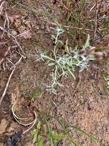 Marsh cudweed (Gnaphalium uliginosum)