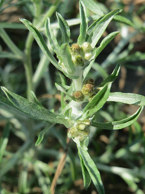 Marsh cudweed: Sumpf-Ruhrkraut ( Gnaphalium uliginosum ) in der "Au" bei Hockenheim
