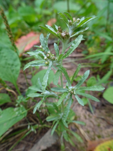 Marsh cudweed (Gnaphalium uliginosum)