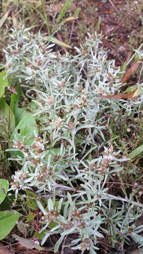 Marsh cudweed (Gnaphalium uliginosum)