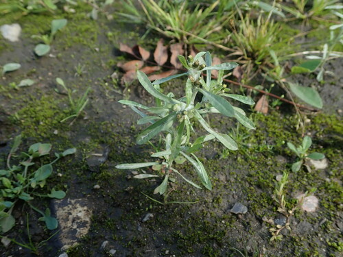 Marsh cudweed (Gnaphalium uliginosum)