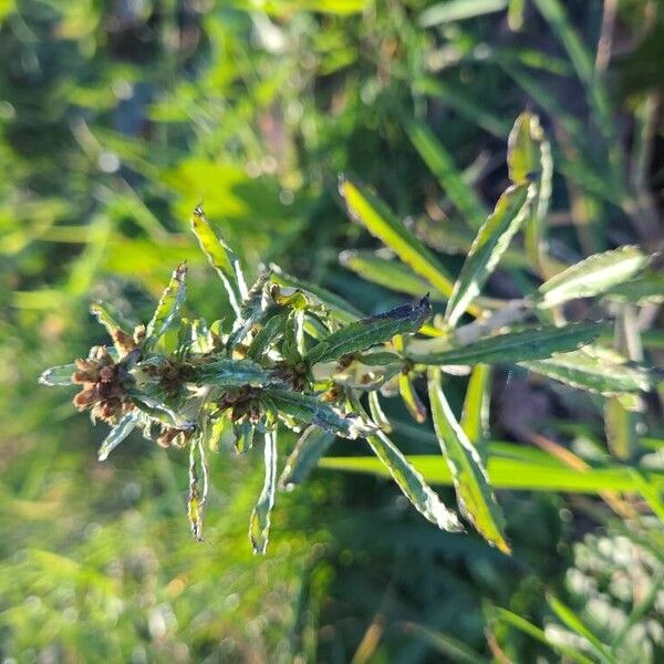 Marsh cudweed (Gnaphalium uliginosum)