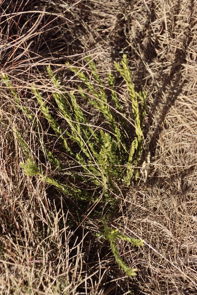 Gnidia baurii (Gnidia baurii)
