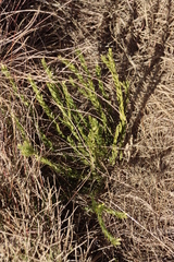 Gnidia baurii (Gnidia baurii)