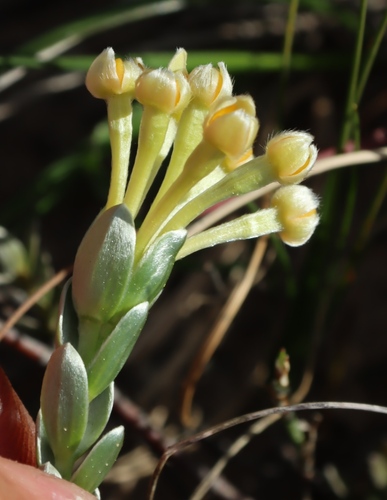 Gnidia chrysophylla (Gnidia chrysophylla)